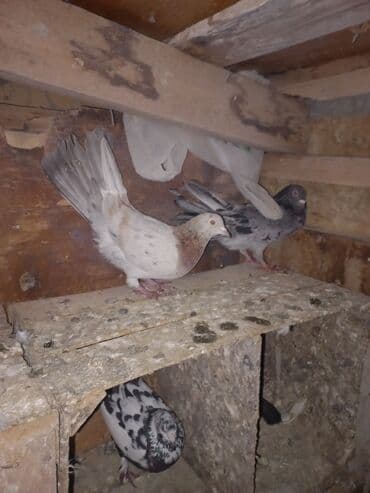 Heyvanlar üçün mallar: Ev göyərçinləri – müxtəlif rənglərdə və naxışlarda. - Növ — 1