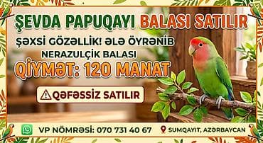 retriever satilir: Şəxsi gözəlliyi ilə seçilən sevda papuqayı balası satılır. Əl — 1