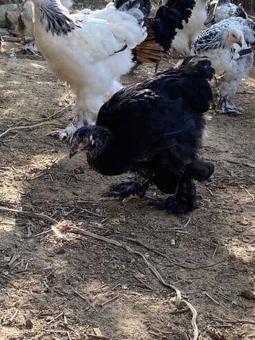 3 toyuq 3 gune 3 yumurta: Toyuq, Brama, Damazlıq — 5