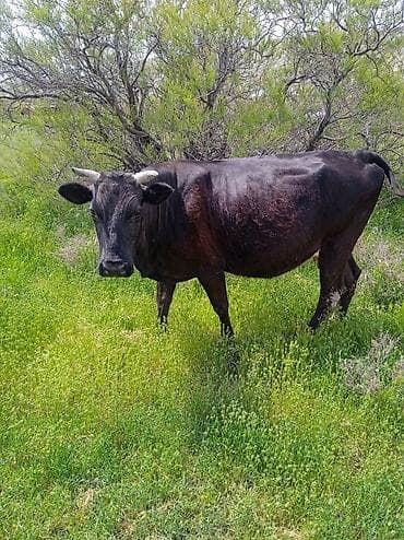 kreditle inekler: Salam yaxşı kök Qısır ətliy inəy satılır təmiz əti 130 kilo var — 4