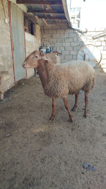 рынок животных в баку: Kürdəxanı dadı heyvan sağlamdır. tərəzi ilə 9 azn satılır — 3
