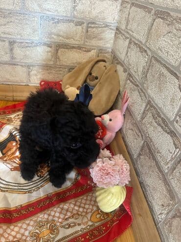 barter it: Şekilleri götürmeyin - Cins: Toy Pudel (mini) - Rəng: qara, ve — 5