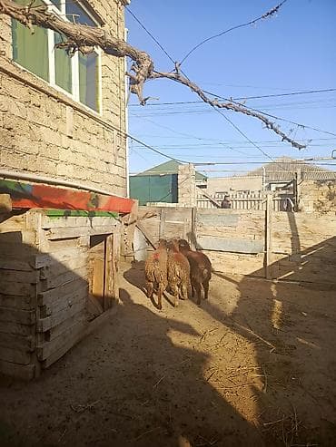 Птицы: Özüm baxıb kökəldmisem kokduler sağlamdilar erkekdiler qurbanliğa — 3