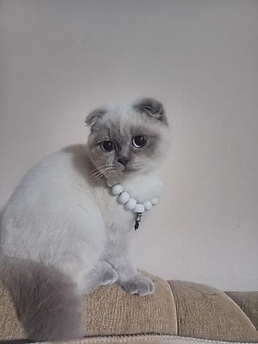 cins heyvanlar: Şotland yastı qulaq — 3