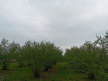 купить дом в азербайджане баку: Senetle 2hektar 40 sotu bele obsi bağ 3 hektara yaxindi suyu daimidi — 3