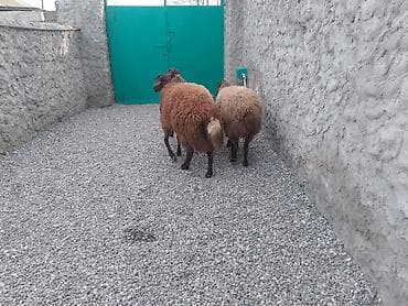 Satlıq qoyunlar – yerli ətlik-yunlu tip. - Say: 3 baş 2 si dişdi 1 lalafo.az -da Satlıq qoyunlar – yerli ətlik-yunlu tip. - Say: 3 baş 2 si dişdi 1