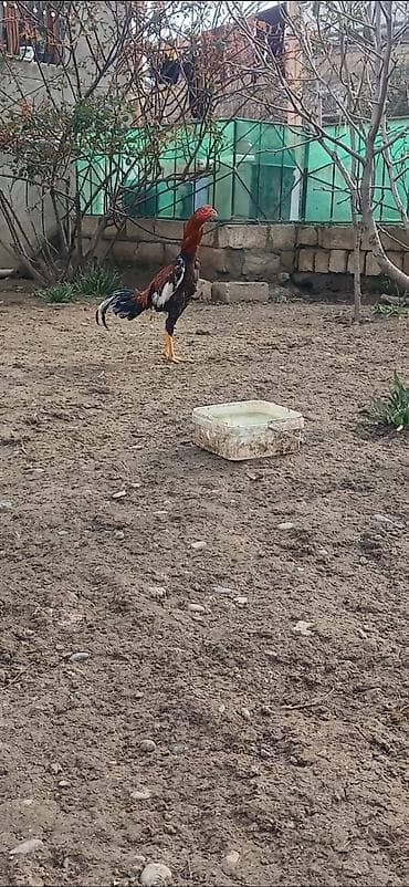 Heyratı beçə satılır kimə səliqəli viddi stoykalı beçə lazımdısa