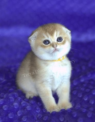 it cinsi adlari: Şotland — 2