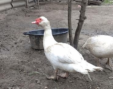 ördək adları: Erkək, | Lal ördək, Damazlıq, Ünvandan götürmə — 2