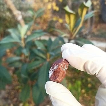 sitrin daşı: Təbii Jasper daşı Satılır 💎 - Material: təbii jasper (yarıqiymətli — 6