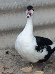 it adlari dişi: Dişi, | Lal ördək, Damazlıq — 1