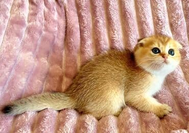 şotlan pişik: Şotland yastı qulaq, Erkək, Dişi, Yaxşı əllərə, Ünvandan götürmə, Pulsuz çatdırılma, Ödənişli çatdırılma — 124