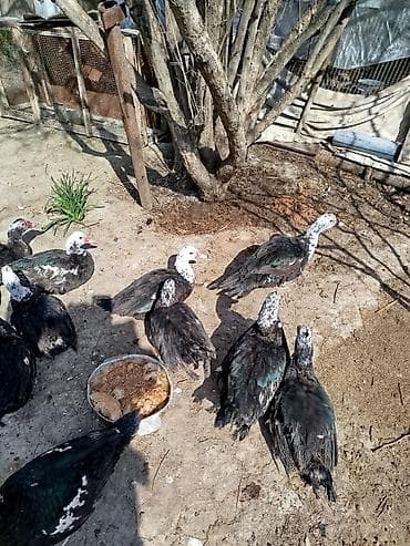 Quşlar: Salam lal ördəklər satilir dəyərinən cox asaga disili ərkeyli heckim — 2