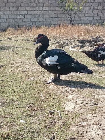 Musk ördəkləri – rəngli (qara-ağ) lələklər, iri bədən quruluşu, sakit lalafo.az -da Musk ördəkləri – rəngli (qara-ağ) lələklər, iri bədən quruluşu, sakit