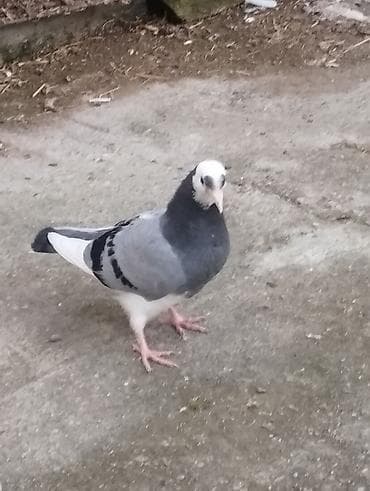 balaca pisik satisi: Salam təmiz qan ağ baş tam sağlam — 3