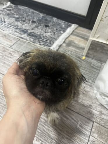 переноска для животных: Пекинес, 1 месяц, Самка, С прививками, Самовывоз — 6
