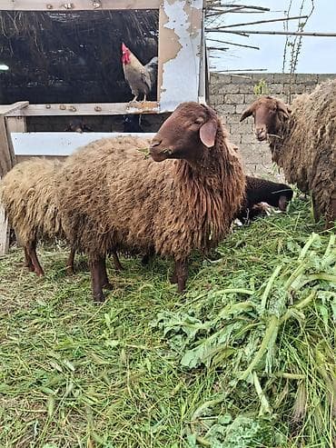 Рогатый скот: Qurbanliq qoc 10 ayliq unvan zire — 1