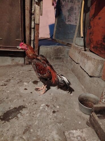 Коровы, быки: Петух, Heyrati, лет: <1, Самовывоз — 3