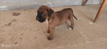 vəhşi itlər: Bokser, 2 ay — 5