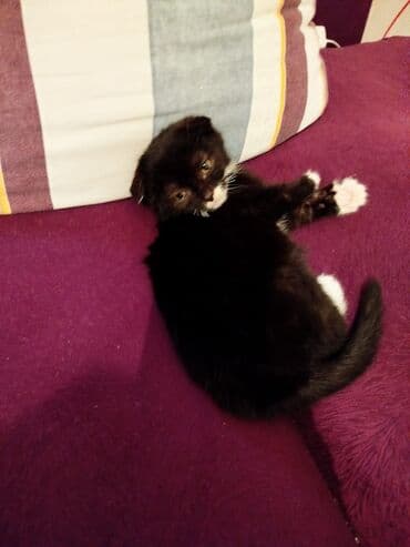 bala pisik sekilleri: Erkək, Dişi, Yaxşı əllərə, Ünvandan götürmə, Ödənişli çatdırılma, Rayonlara çatdırılma — 3