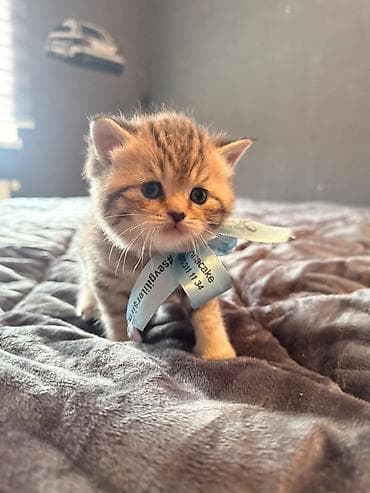 ana bala keci: Qızıl şinşilla, Erkək, Yaxşı əllərə, Ünvandan götürmə — 7