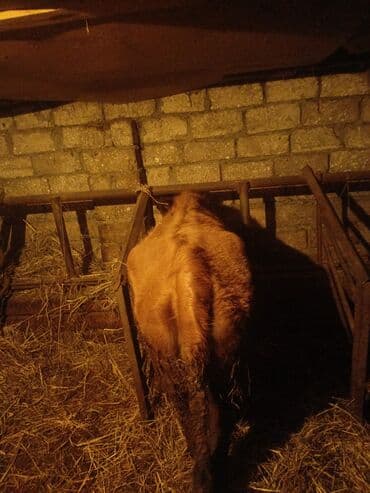 Kənd təsərrüfatı quşları: Dişi, il: 3, Ətlik, Ünvandan götürmə — 4