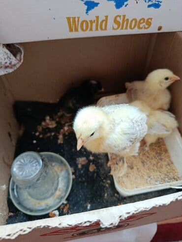 simmental ineklerin satisi: Toyuq cücələri, Ətlik — 5