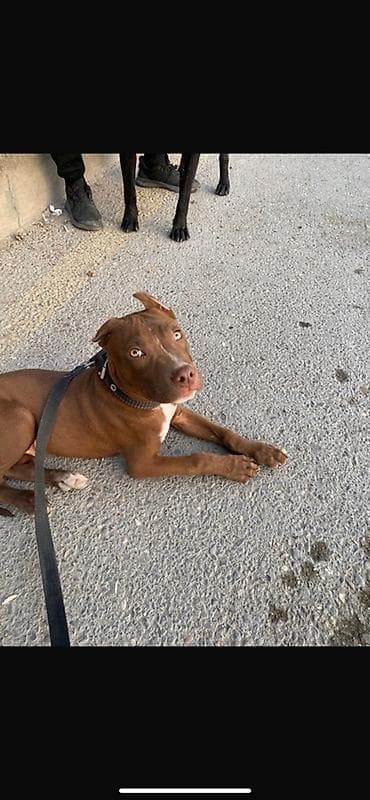 itler tap az: Pitbul, 6 ay, Erkek — 4