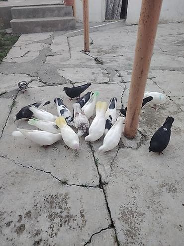 bulbul quşu: Bir hinin heyvanlarıdı öz saxladığım tərgidirəm hamsı tam sağlam — 3