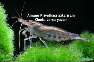 oskar balığı: Amano krivetkası - Akvarium üçün Amano (Caridina multidentata) — 1