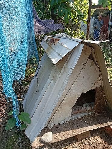 itlerin ucuz qiymete satisi: Salam it yuvası ətrafı dəmirdəndi altı taxtadan 85m çox münasib — 5
