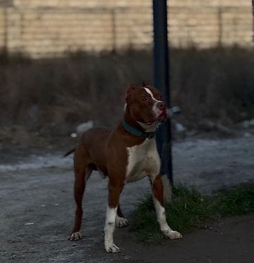 Pitbul, 1 il, Erkek, Peyvəndli