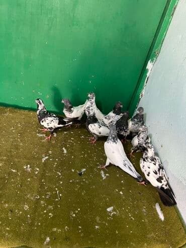 goyərcin yuvaları: Temz pakistanlar — 3