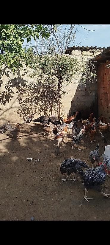 kend colpaları: 4 ayının içində olan superaktiv kənd çolpaları satılır, kəsməli təbbi — 3