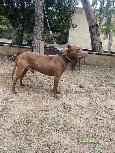 afcarka itləri: Pitbul, Erkek, Ünvandan götürmə — 4