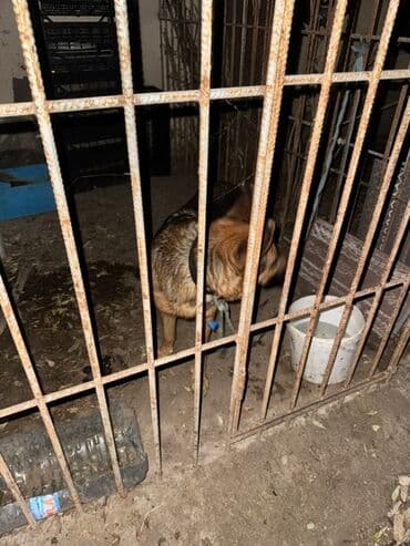 balaca itler: Alman çoban iti, 1 il, Dişi, Peyvəndli, Ünvandan götürmə, Ödənişli çatdırılma — 3