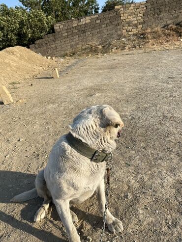 itler piknes: Labrador-retriver, 3 il, Erkek, Sənədli, Ünvandan götürmə — 17
