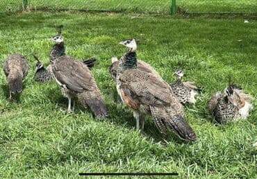 su meymunu: Ağ tovuzquşu 5 illik, Hindistan və qaraqanad növü tovuzquşu balaları — 1