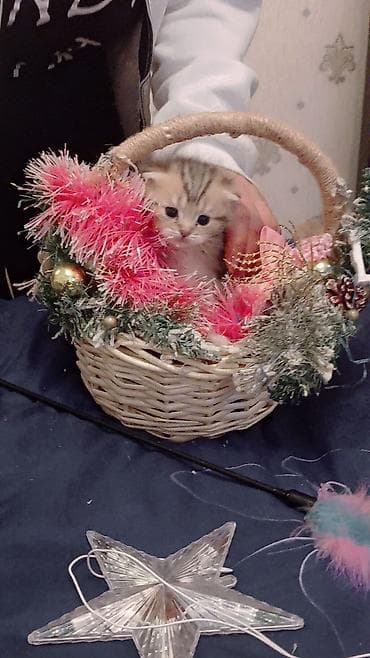 Pişiklər: Britan — 8