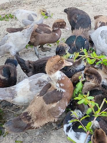 ruan ordek: Krasnadar zumrut lavanda sağlam ballardir qiymət boyuklerle — 6
