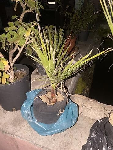 Yelpik yarpaqlı xurma (palm) fidanı - Növ: dekorativ yelpik formalı