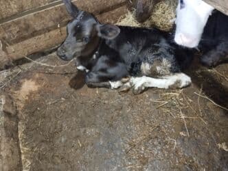 Inəklər, öküzlər: Satış: qarışıq cins buzov - Rəng: qara bədən, ağ baş və ağ — 6