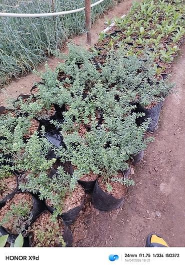 şeki: Məhsul: dekorativ kollar üçün əkilmiş fidanlar (qablarda) Təsvir: - — 7