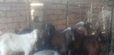 keçi satilir: Salam qurbanlı erkek keçiler real alıcılar zeng vursun tek tekde — 3