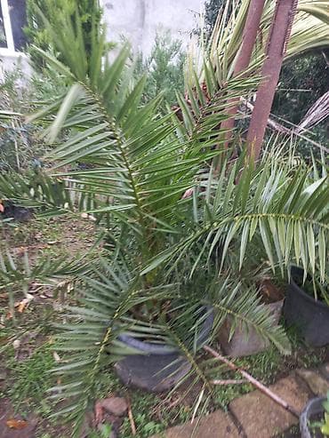 banan agaci: Məhsul: Bağ üçün dekorativ bitkilər və ağaclar Təsvir: - Everqreen — 4