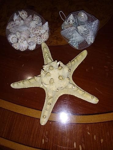 Велоаксессуары: Tebiidiler meduza Türkiyədən qara denizdendi hamsi bir yerde 25m — 1