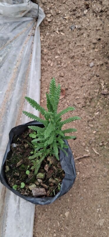 Саженцы деревьев: Lavanda (Lavandula) tingləri – ətirli, dekorativ və faydalı çoxillik — 2