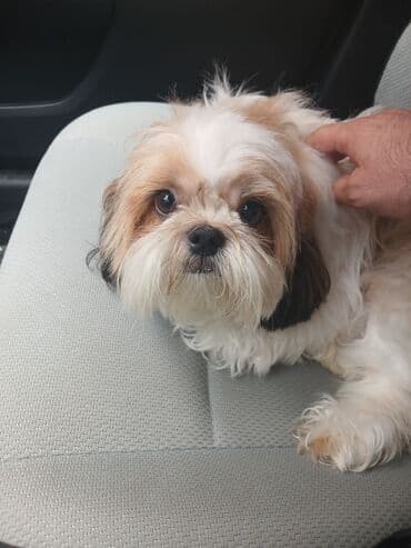 shih tzu qiymeti: Shi-tsu — 1