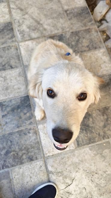 it xaski: Retriever, 5 ay, Erkek, Peyvəndli, Ünvandan götürmə — 1