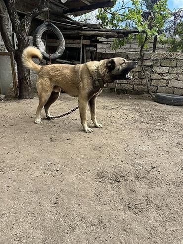 Kanqal, 3 il, Erkek